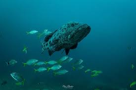 Image result for Epinephelus tukula