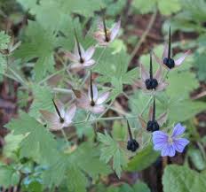 Attēlu rezultāti vaicājumam “Geranium bohemicum”