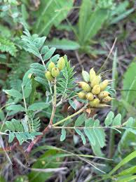 Attēlu rezultāti vaicājumam “Astragalus arenarius leaf”