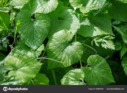 Attēlu rezultāti vaicājumam “Thladiantha dubia”