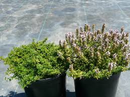 Image result for Thymus vulgaris