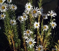 Image result for Leucanthemella serotina