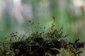 Attēlu rezultāti vaicājumam “Plagiothecium denticulatum”