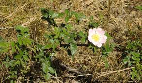 Attēlu rezultāti vaicājumam “Rosa subcanina”