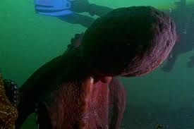 Image result for Enteroctopus dofleini