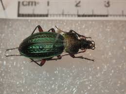 Attēlu rezultāti vaicājumam “Carabus cancellatus”