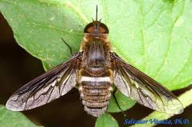 Attēlu rezultāti vaicājumam “Bombyliidae”