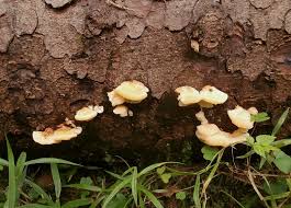 Attēlu rezultāti vaicājumam “Licea minima sessile”