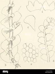 Attēlu rezultāti vaicājumam “Calypogeia sphagnicola”