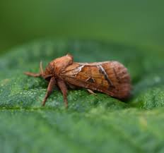 Attēlu rezultāti vaicājumam “Hepialus sylvina female”