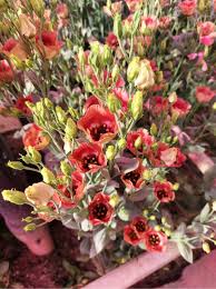 Attēlu rezultāti vaicājumam “Libanotis montana flower”