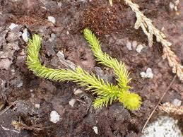 Attēlu rezultāti vaicājumam “Lycopodiella inundata”