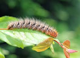 Attēlu rezultāti vaicājumam “Lasiocampa quercus larva”