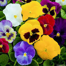 Image result for Viola wittrockiana