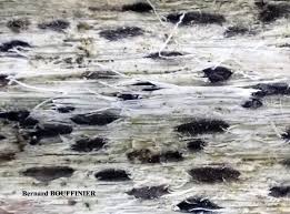 Attēlu rezultāti vaicājumam “Xylographa paralella”