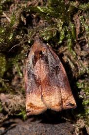 Attēlu rezultāti vaicājumam “Archips podana”