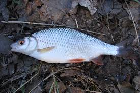 Image result for Rutilus rutilus