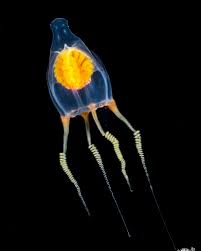 Attēlu rezultāti vaicājumam “Tetratoma ancora”