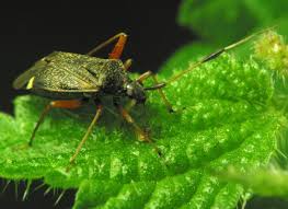 Attēlu rezultāti vaicājumam “Closterotomus biclavatus”