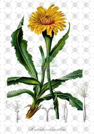 Attēlu rezultāti vaicājumam “Hypochaeris radicata fruit”