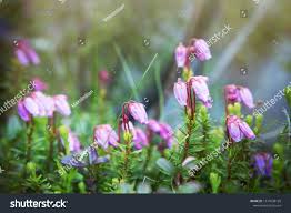 Attēlu rezultāti vaicājumam “Empetrum nigrum flower”