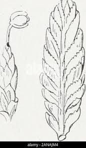 Attēlu rezultāti vaicājumam “Jungermannia hyalina cells”