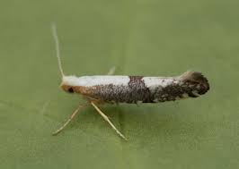 Attēlu rezultāti vaicājumam “Argyresthiidae”