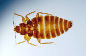 Image result for bed bugs
