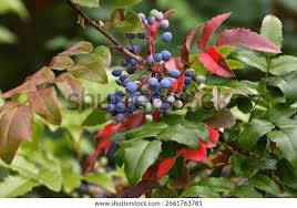 Attēlu rezultāti vaicājumam “Mahonia aquifolium leaf”