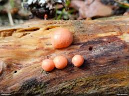 Attēlu rezultāti vaicājumam “Lycogala sphaeroconicum macro”