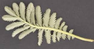 Attēlu rezultāti vaicājumam “Argentina anserina”