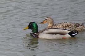 Attēlu rezultāti vaicājumam “Anas platyrhynchos male”