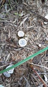 Attēlu rezultāti vaicājumam “Poronia punctata”