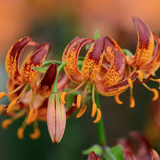 Image result for Lilium martagon `Arabian Night`