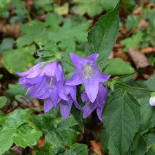 Attēlu rezultāti vaicājumam “Campanula trachelium bud”