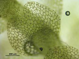 Attēlu rezultāti vaicājumam “Calypogeia muelleriana”