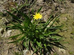 Attēlu rezultāti vaicājumam “Scorzonera humilis bud”