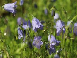 Image result for Glockenblumen