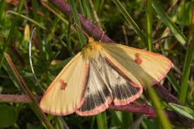 Attēlu rezultāti vaicājumam “Diacrisia sannio larva”