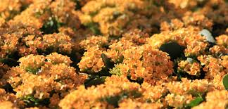 Image result for Kalanchoe blossfeldiana