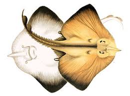 Image result for Rostroraja eglanteria