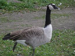 Attēlu rezultāti vaicājumam “Branta canadensis”