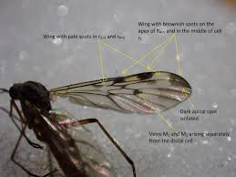 Attēlu rezultāti vaicājumam “Sylvicola sp.”