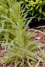 Attēlu rezultāti vaicājumam “Campanula cervicaria bud”
