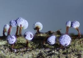 Attēlu rezultāti vaicājumam “Physarum bitectum sessile”