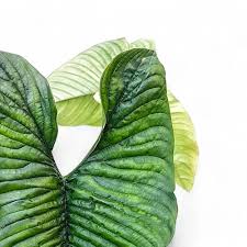 Image result for Alonsoa liniflora