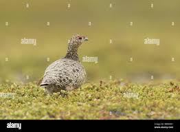 Attēlu rezultāti vaicājumam “Lagopus lagopus female”