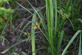 Attēlu rezultāti vaicājumam “Cyperaceae”