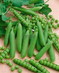 Attēlu rezultāti vaicājumam “Pisum sativum”