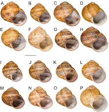 Attēlu rezultāti vaicājumam “Helix pomatia”